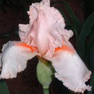 Iris germanica 'Paradise' / Nőszirom