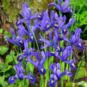 Iris reticulata / Recéshagymájú nőszirom