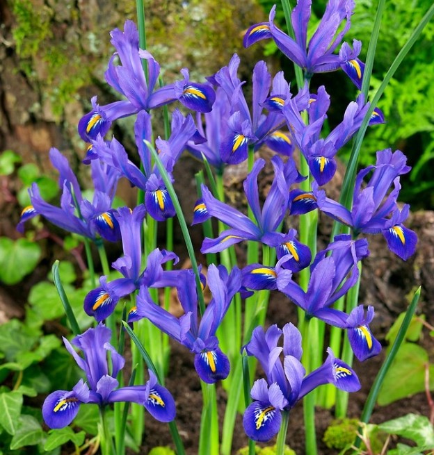 Iris reticulata / Recéshagymájú nőszirom