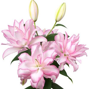 Lilies 'Roselily Anouska' / Liliom