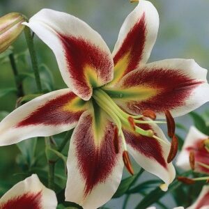 Lilium 'Beverly Dreams' / Liliom