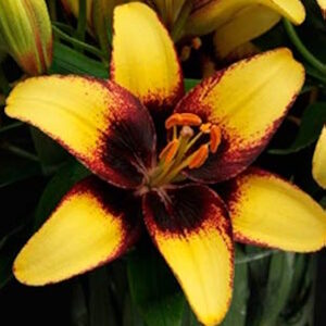 Lilium 'Bumblebee' / Liliom