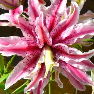 Lilium 'Magic Star' / Liliom
