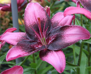 Lilium 'Purple Eye' / Liliom