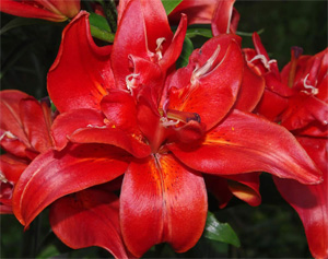 Lilium 'Sphinx' / Liliom