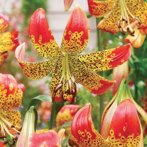 Lilium longiflorum x pardalinum 'Fusion'  / Liliom