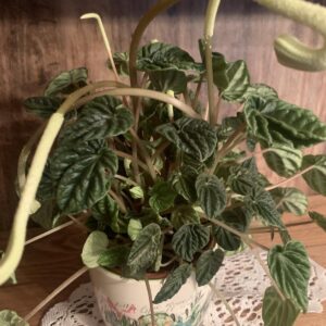 Peperomia caperata / Ráncos törpebors