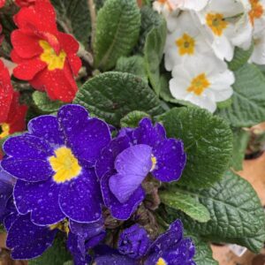 Primula acaulis / Szobai kankalin