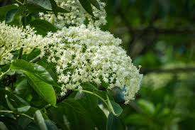 Sambucus nigra / Fekete bodza