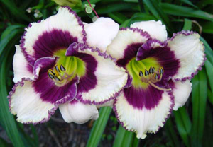 Hemerocallis 'Border Music' / Sásliliom