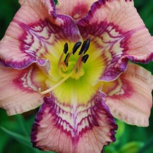 Hemerocallis 'Get Jiggy' / Sásliliom