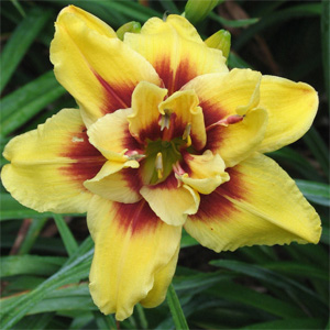 Hemerocallis 'Mount Helena' / Sásliliom