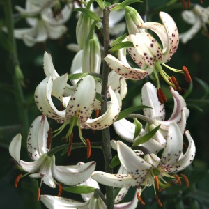 Lilium martagon 'Albi Morning' / Turbánliliom
