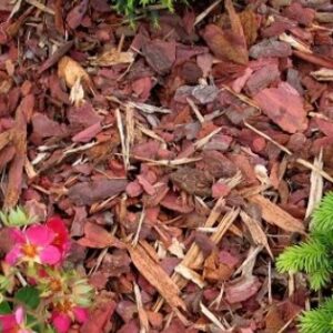 Fenyőkéreg, vörösfenyő