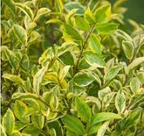 Ligustrum ovalifolium 'Aureum' / Aranytarka levelű fagyal
