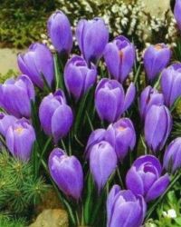 Crocus 'Blauw'/ Krókusz