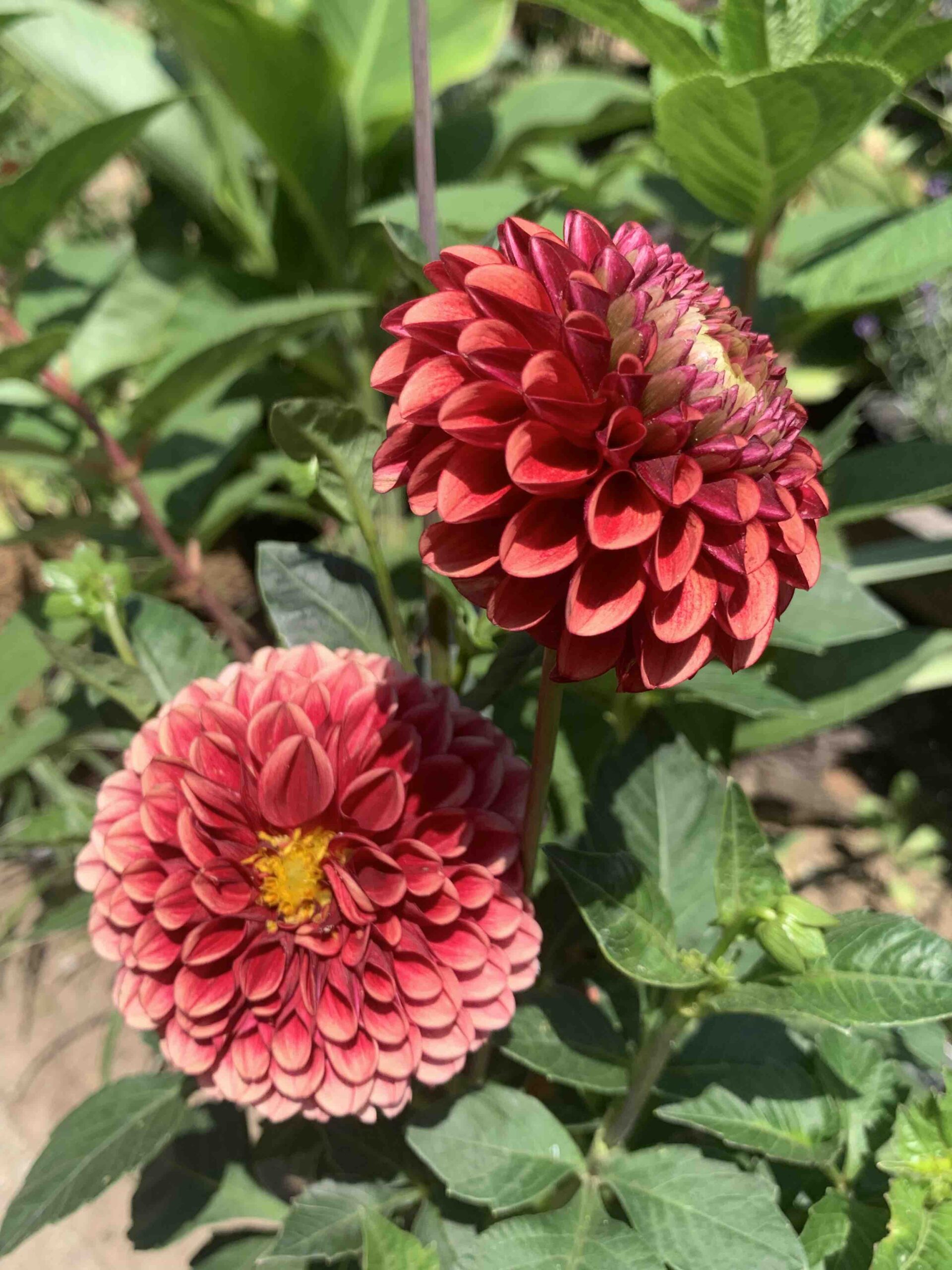 Dahlia 'Copperboy' / Dália - Image 2