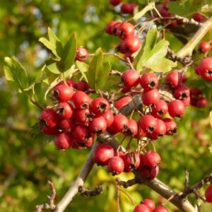 Crataegus monogyna / Egybibés galagonya