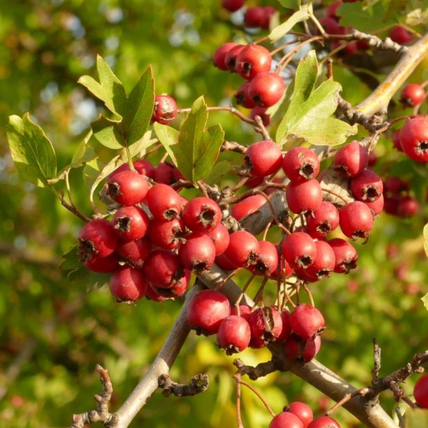 Crataegus monogyna / Egybibés galagonya