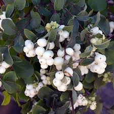 Symphoricarpos x doorenbosii 'White Hedge' / Fehér hóbogyó