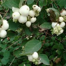 Symphoricarpos x doorenbosii 'White Hedge' / Fehér hóbogyó - Image 2