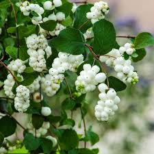 Symphoricarpos x doorenbosii 'White Hedge' / Fehér hóbogyó - Image 3