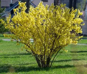 Forsythia x intermedia 'Minigold' / Aranycserje