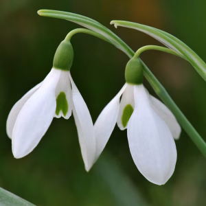 Galanthus nivalis / Kikeleti hóvirág