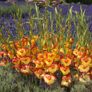 Gladiolus 'Las Vegas' / Kardvirág