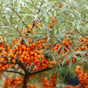 Hippophae rhamnoides / Homoktövis