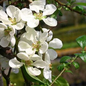 Chaenomeles speciosa 'Nivalis' / Pompás japánbirs
