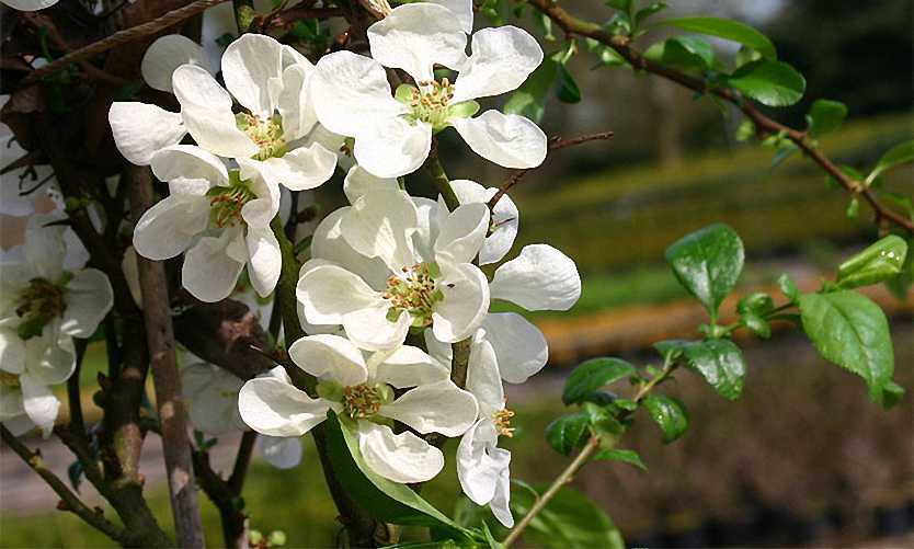 Chaenomeles speciosa 'Nivalis' / Pompás japánbirs