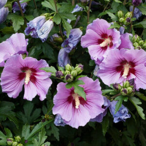 Hibiscus syriacus / Kerti mályvacserje