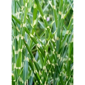 Miscanthus sinensis 'Zebrinus' / Csíkos zebrafű
