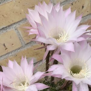 Echinopsis oxygona 'Easter Lily Cactus' / Rózsás gömbkaktusz