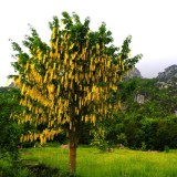 Laburnum anagyroides / Aranyeső - Image 2
