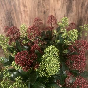 Skimmia japonica 'Festival' / Japán dérbabér