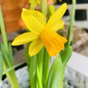 Narcissus / hajtatott nárcisz