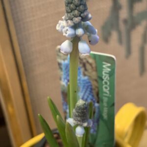Muscari aucheri 'Blue Magic' / Fürtös gyöngyike