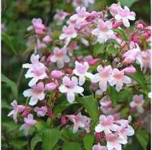 Kolkwitzia amabilis 'Pink Cloud' / Viráglonc