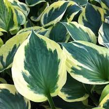 Hosta 'Anne’ / Árnyékliliom