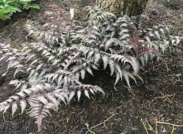 Athyrium niponicum 'Pictum' / Japán hölgypáfrány