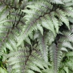 Athyrium niponicum var. pictum 'Metallicum' / Japán hölgypáfrány