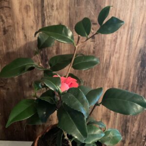 Camelia japonica / Japán kamélia