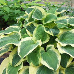 Hosta 'Diana Remembered’ / Árnyékliliom