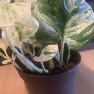 Epipremnum pinnatum 'Variegata-Happy Leaf' / tarkalevelű szobai futóka