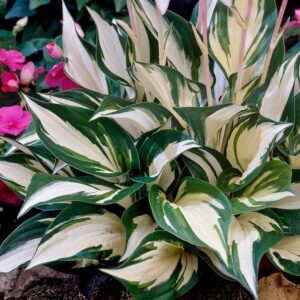 Hosta 'Fire and ice’ / Árnyékliliom