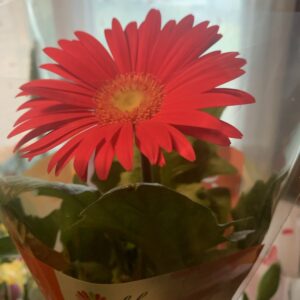 Gerbera x hybrida / Gerbera