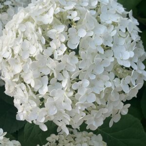 Hydrangea arborescens 'Annabelle' / Cserjés hortenzia