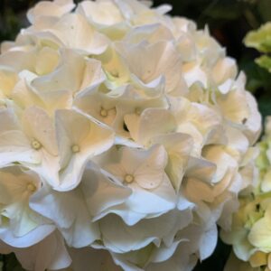 Hydrangea macrophylla / Kerti hortenzia